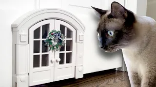 I gave my cats the cutest little wreath!