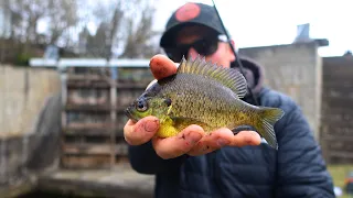 Early Spring PANFISHING In The RIDEAU RIVER Lock Systems! (Top Baits & TIPS!)