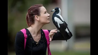 My Best Friends are Australian Magpies