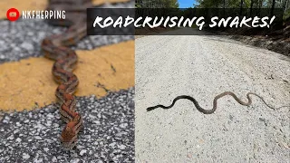 Roadcruising for Snakes in Georgia! Amazing Coachwhip, Kingsnake, Corn Snake, Copperhead, and More!