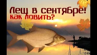 Как и на что ловить леща в сентябре?