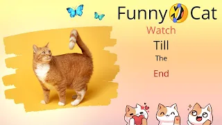 Funny 🤣 Cat videos will make you LAUGH YOUR HEAD OFF - Funny Pussy cat Reaction      🤣