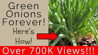 Keep green onions multiplying and you'll never have to buy green onions again