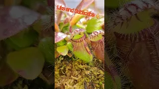 CARNIVOROUS PLANT AUSTRALIAN PITCHER PLANT! #shorts