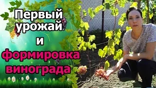 🍇#Виноград. Первый урожай. Постепенное формирование куста винограда.