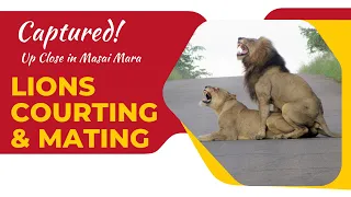 Masai Mara Lions Courting and Mating caught on camera up close!