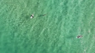 Huge Shark Swims Up To Surfer