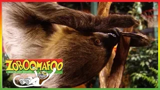 🐢 Zoboomafoo 248 | Buddies | Animal shows for kids | Full Episodes | HD 🐢