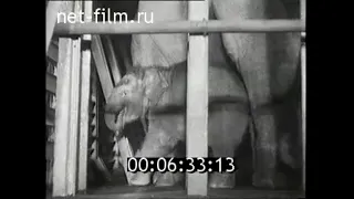 1957г. Ленинград. зоопарк