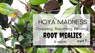 Hoya MADNESS! -Pt. 1 + Propagating, Repotting, Finding Root Mealies & More!