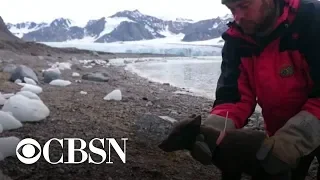 Arctic fox makes 2,176-mile, 76 day journey