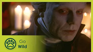 Vampire Princess - Go Wild