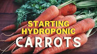 Growing Hydroponic Carrots Pt1- Hydroponics Gardening