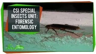 CSI Special Insects Unit: Forensic Entomology