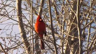 Red Cardinal singing his little heart out on 2/22/2013 !