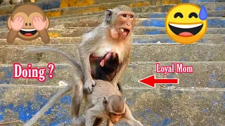 Doing Mom Loyal.!???🙈Funny Mom Loyal Tried Hug Baby and Tried Learn.....??? Why...?😅