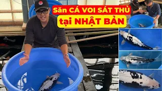 Săn CÁ KOI ĐẸP, siêu LẠ (CÁ VOI SÁT THỦ) tại Oya Koi Farm