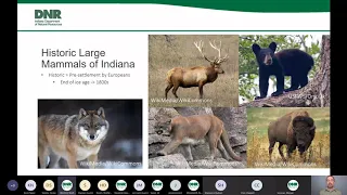 Large Mammals of Indiana Recorded Webinar