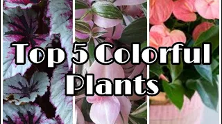 Top 5 Colorful Houseplants