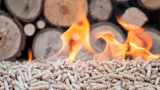 Breaking down biomass, part one | Sustainable Energy