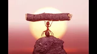 Как работают муравьи | Жизнь муравейника