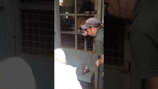 My nan at died feeding a lion