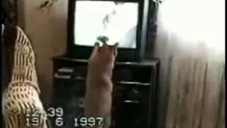 Scared Cat Compilation :)