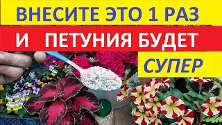 ОДНА ЛОЖКА этого Удобрения и ПЕТУНИЯ будет СКАЗОЧНО ЦВЕСТИ без подкормок для пышного цветения