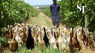 This quack 'army' of pest busters is helping a South African vineyard thrive