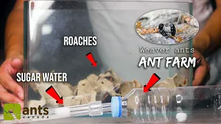 My Pet Weaver Ants REACT to Their First Meal Ever (Experiment)