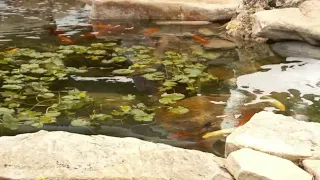 Teenage vandals cause major damage, attempt to poison koi fish at Salt Lake Cactus & Tropicals