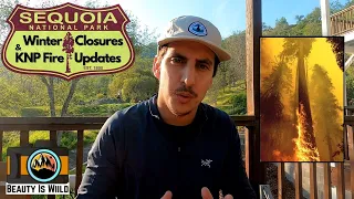 Sequoia National Park in Winter and the KNP Fire Update: Park Limitations and Travel Tips (4K)