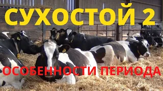 Сухостой 2. Особенности периода