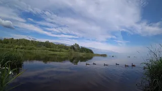 дропшот на минималках. Чёрная речка. Уклейка, елец, плотва.