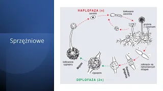 Cykle Rozwojowe Grzybów | Matura 2023 Biologia