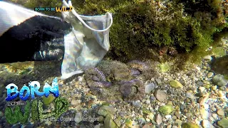 Born to be Wild: Marine Biodiversity in Anilao, Batangas