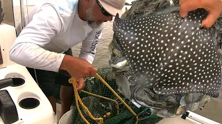 THE SHRIMP ARE HERE/First Spotted Eagle Ray/Shrimping 25' trawl net 17' boat 90hp