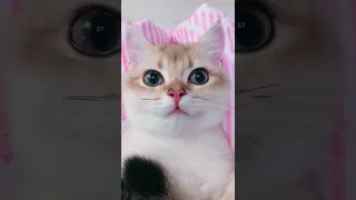 OMG! So Adorable Cute Cats 😻 Best Funny Cat Videos 2021 #96