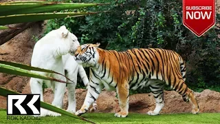 Loro Parque Tenerife / Tourist eye HD VIDEO