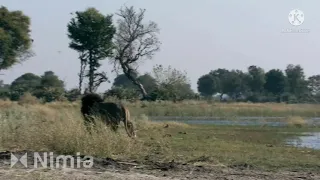 Big male lion in the beautiful Okavango Delta