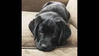 Labrador Compilation - Cute and Funny #4