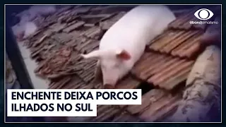 Porcos ficam presos em telhado de casa após enchente no RS | Bora Brasil