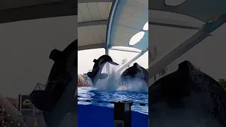 LORO PARQUE . TENERIFE. Orca  Show - SeaWorld🐋🐳🇮🇨🇪🇦