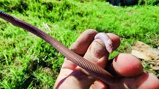 "ME MUERDE UNA VIBORA", recorriendo naturaleza y recolectando peces, ACUARIO URBANO, PESCA URBANA