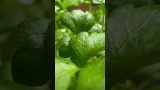 Forest of Baby Celery 🌿 #food #cute #shortvideo