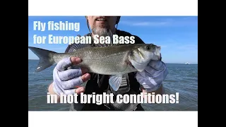 Fly fishing for European Sea Bass in hot sunny conditions. Tips and info.