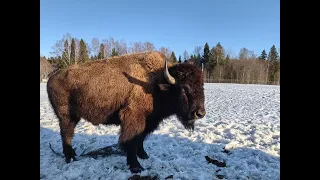 Такой мощный бизон, а резвится как ребёнок