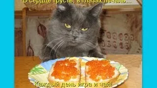 Котоматрица Приколы про кошек Выпуск 7