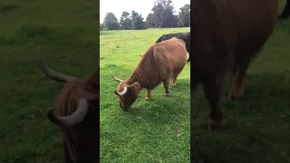 A highland cow eats some grass