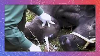 Vets Draining a Large Pus Abscess on African Buffalo